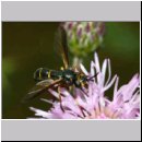 Conops strigatus - Dickkopffliege 01c Niedringhaussee.jpg